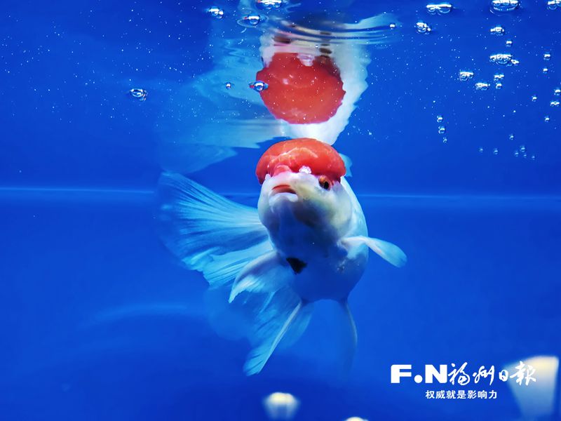 2022年福州金鱼摄影大赛优秀作品选登