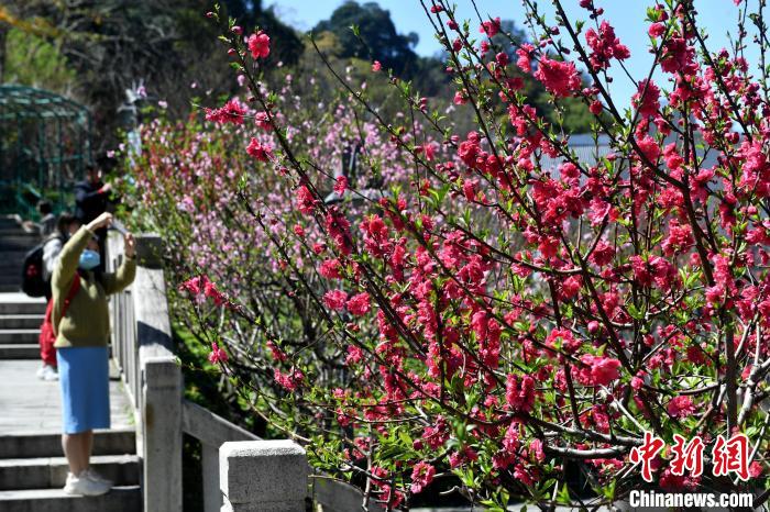 福州乌山迎最美赏花季 桃花樱花次第盛开