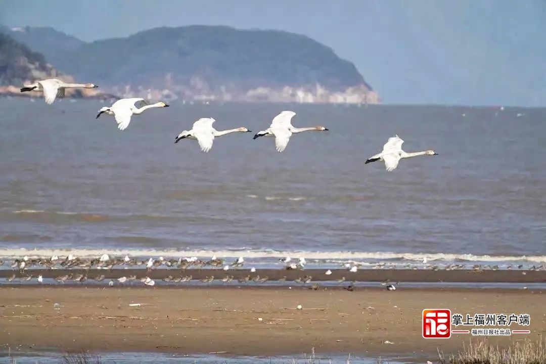 再见了！陪伴了福州人100多天，下期相遇在……