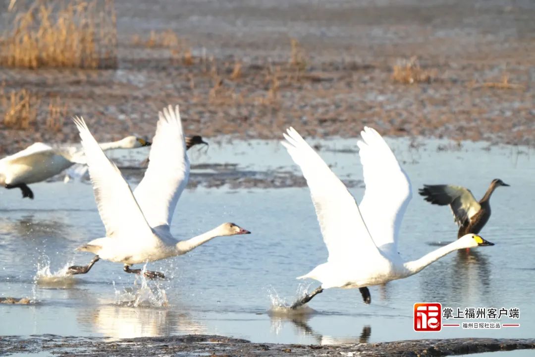 再见了！陪伴了福州人100多天，下期相遇在……