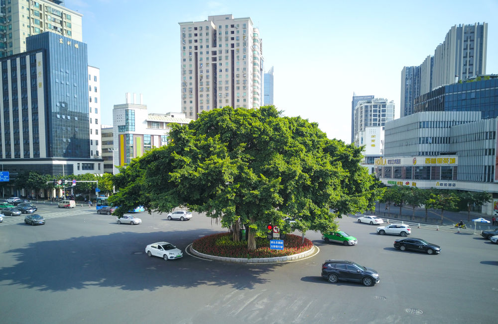 新华社关注福州榕树：树，对一座城意味着什么……