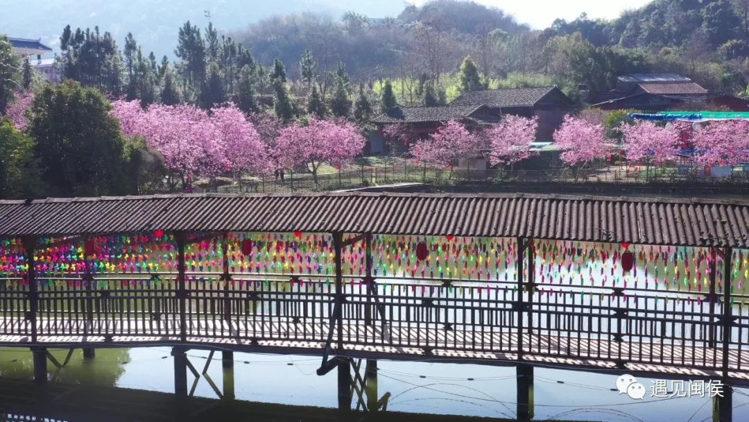 乘着春风，趁着暖阳，来闽侯龙台山漫步樱花林