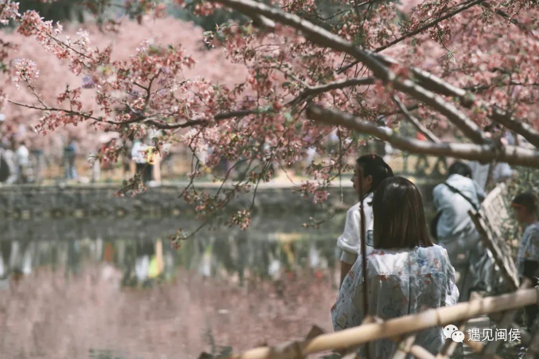 乘着春风，趁着暖阳，来闽侯龙台山漫步樱花林
