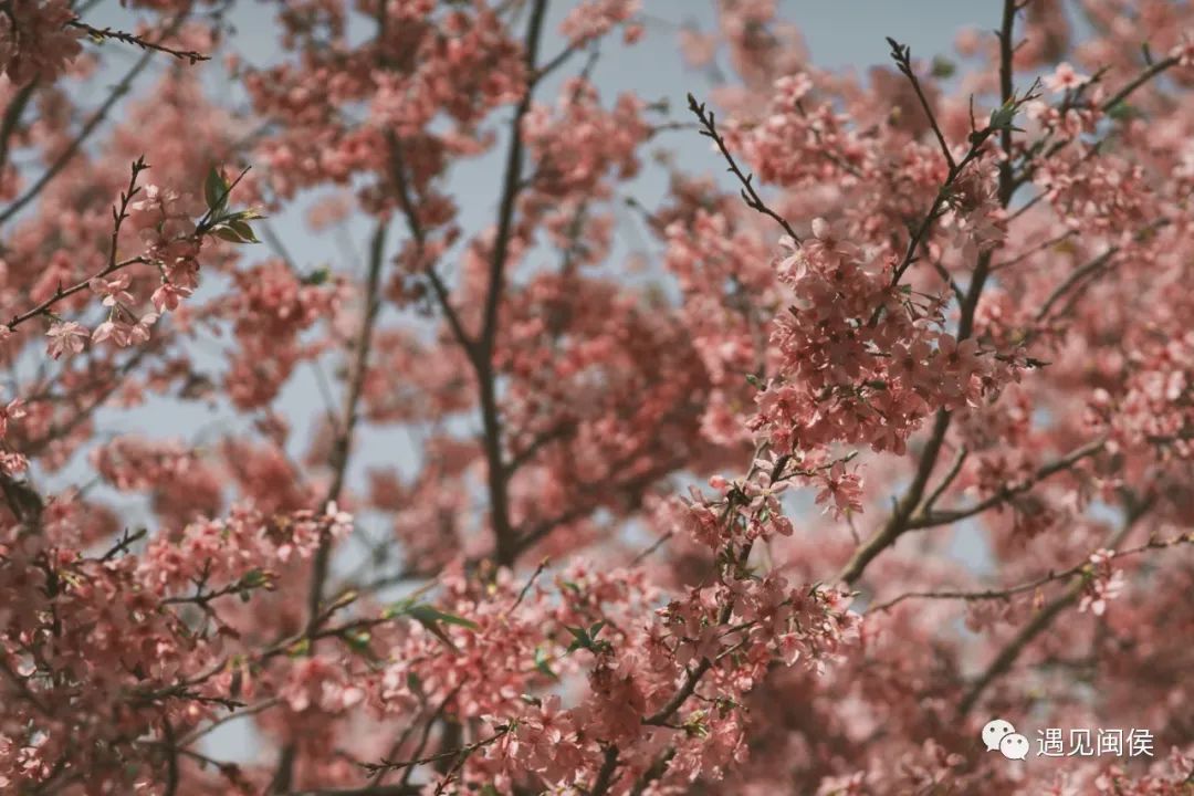 乘着春风，趁着暖阳，来闽侯龙台山漫步樱花林