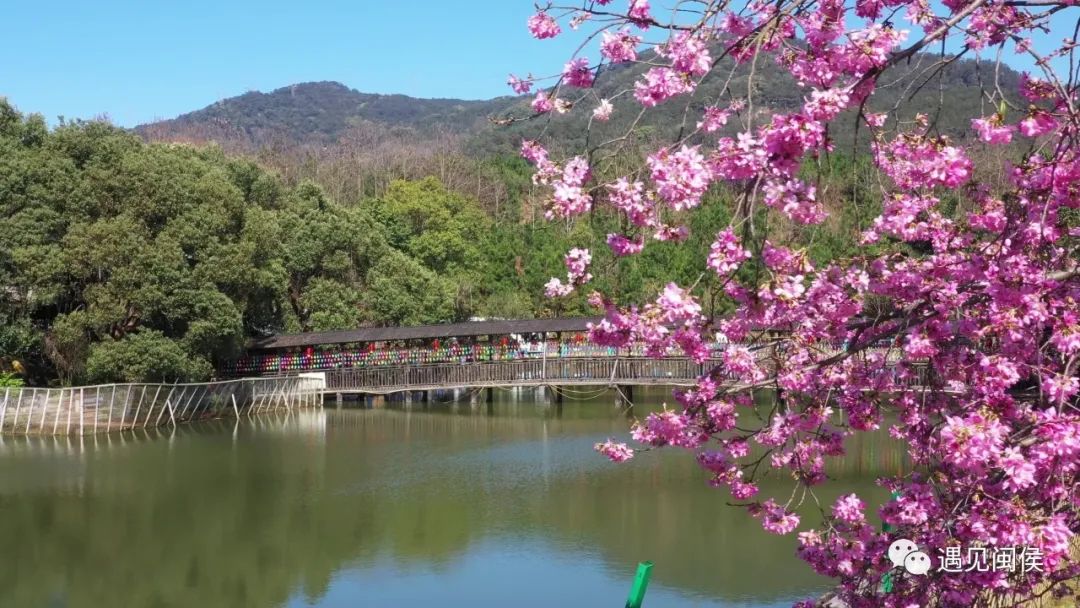 乘着春风，趁着暖阳，来闽侯龙台山漫步樱花林