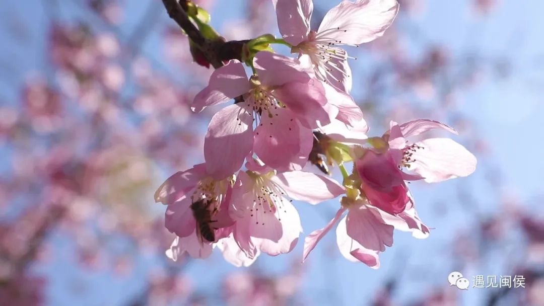 乘着春风，趁着暖阳，来闽侯龙台山漫步樱花林