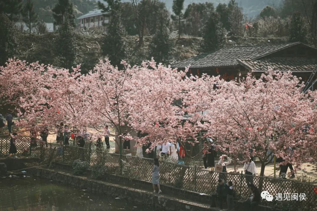 乘着春风，趁着暖阳，来闽侯龙台山漫步樱花林