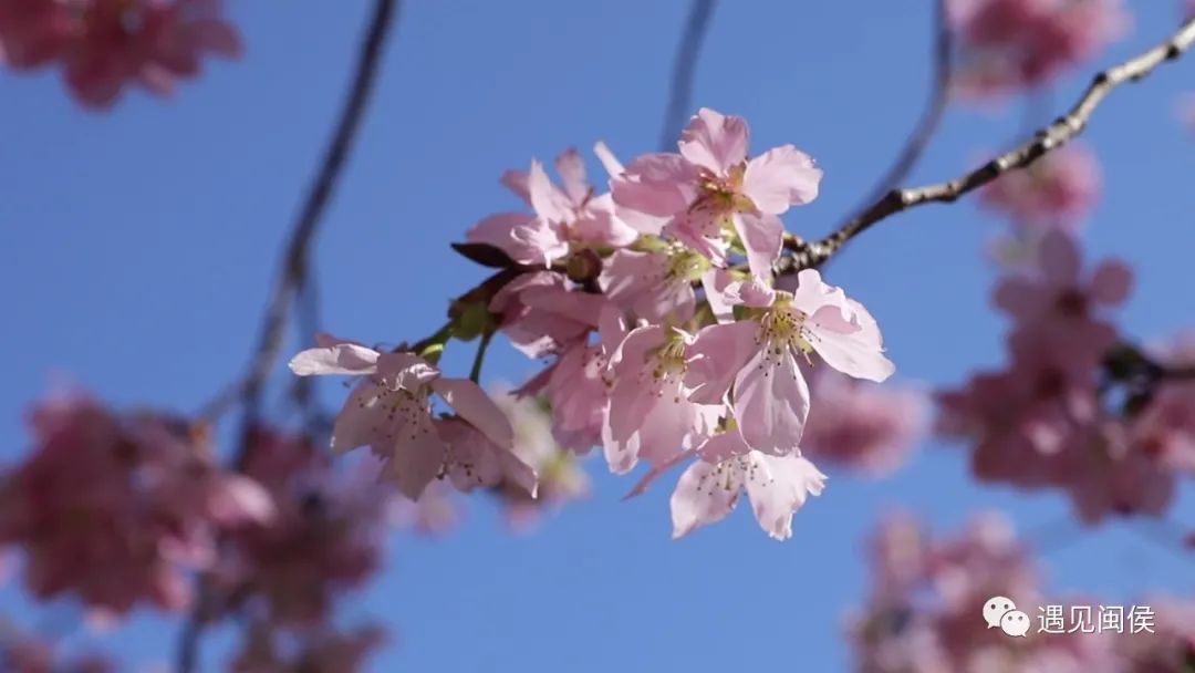 乘着春风，趁着暖阳，来闽侯龙台山漫步樱花林