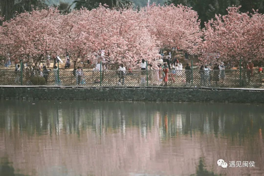 乘着春风，趁着暖阳，来闽侯龙台山漫步樱花林