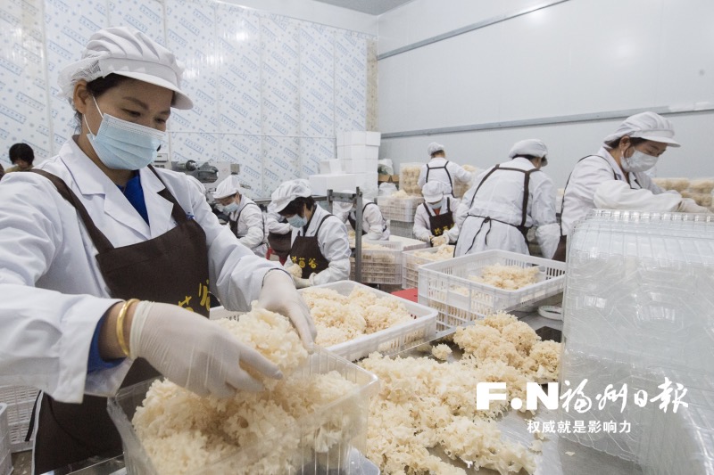 “万菇之王”绣球菌在罗源栽培成功