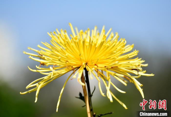 福州赏春菊：上百种千余株齐绽放