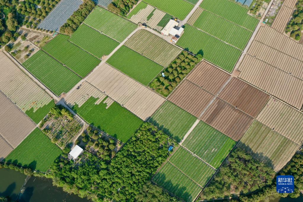 闽侯：大地调色板 俯瞰春耕如画