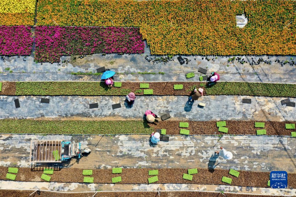 闽侯：大地调色板 俯瞰春耕如画