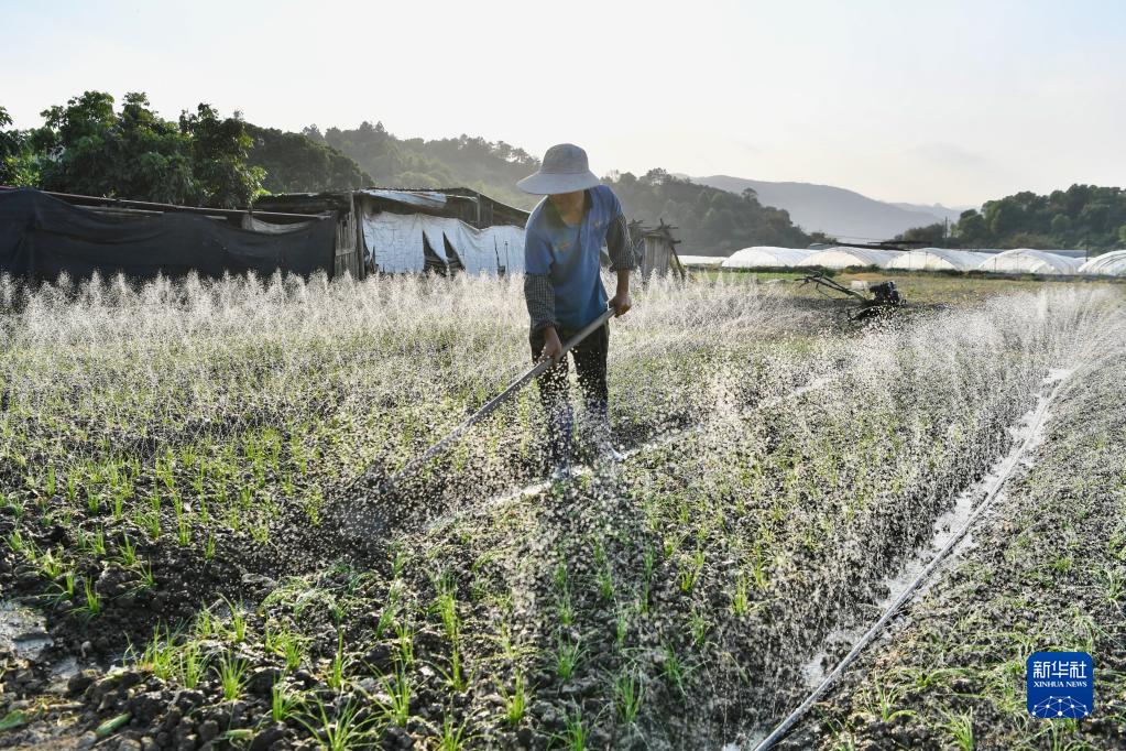 闽侯：大地调色板 俯瞰春耕如画