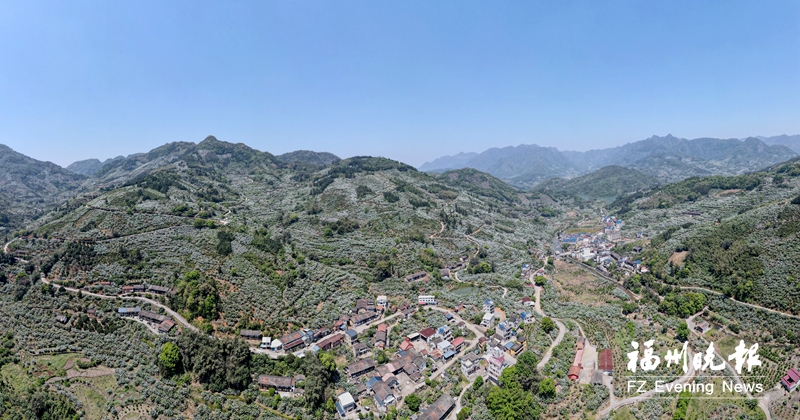 第五届福州（福清）云上枇杷节下周启动