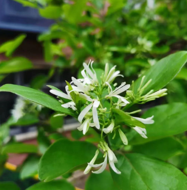 人间最美四月天,人民日报头版点赞仓山这里! 人间最美四月天,人民日报头版点赞仓山这里!