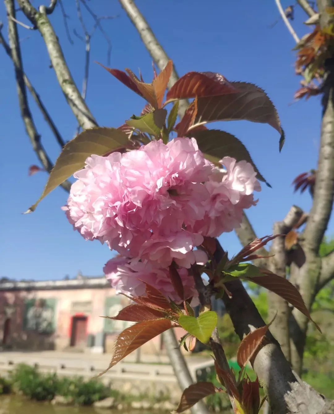 人间最美四月天,人民日报头版点赞仓山这里! 人间最美四月天,人民日报头版点赞仓山这里!