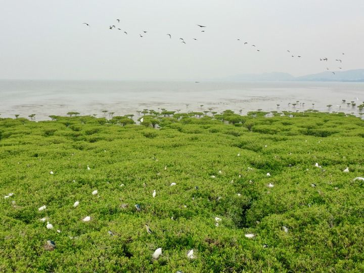 福清：红树林上鸟翩飞