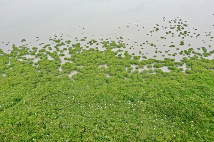 福清：红树林上鸟翩飞