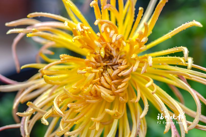 西湖公园春季菊花展将持续至5月中旬