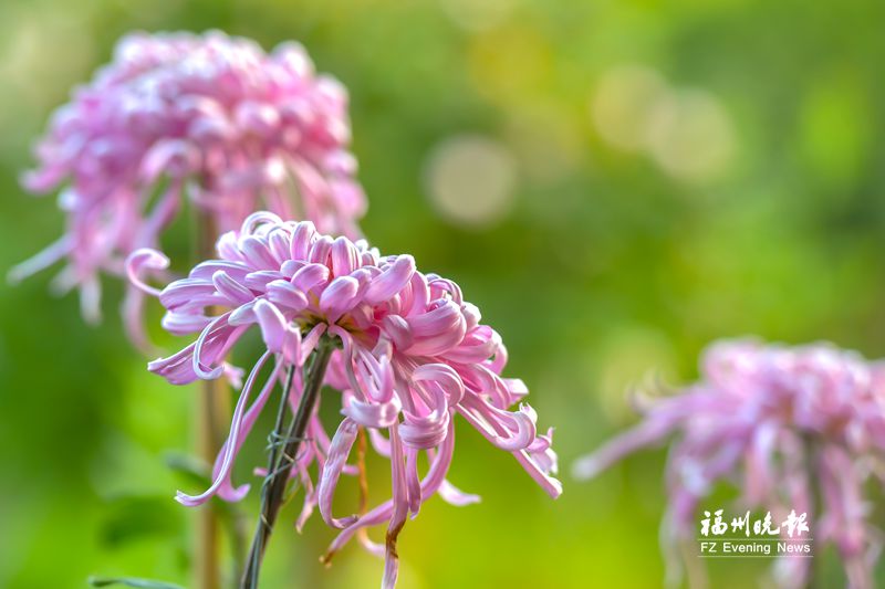 西湖公园春季菊花展将持续至5月中旬