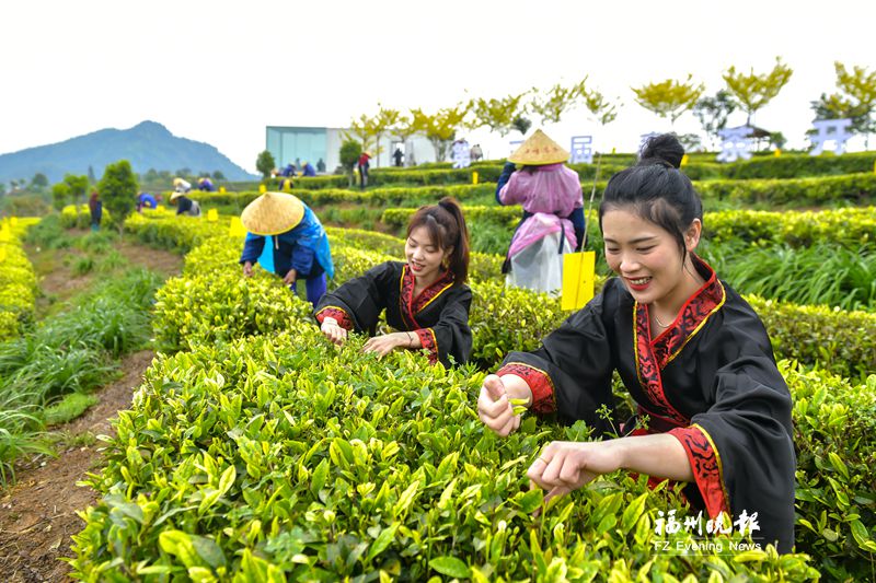 永泰春茶开采节开幕 “10万+”茶友点赞