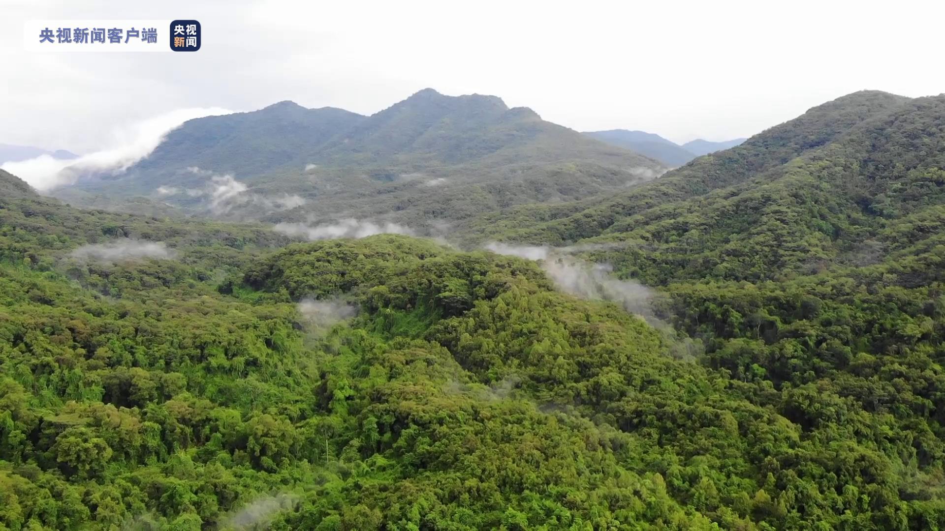 “海南热带雨林和黎族传统聚落”被列入世界遗产预备清单