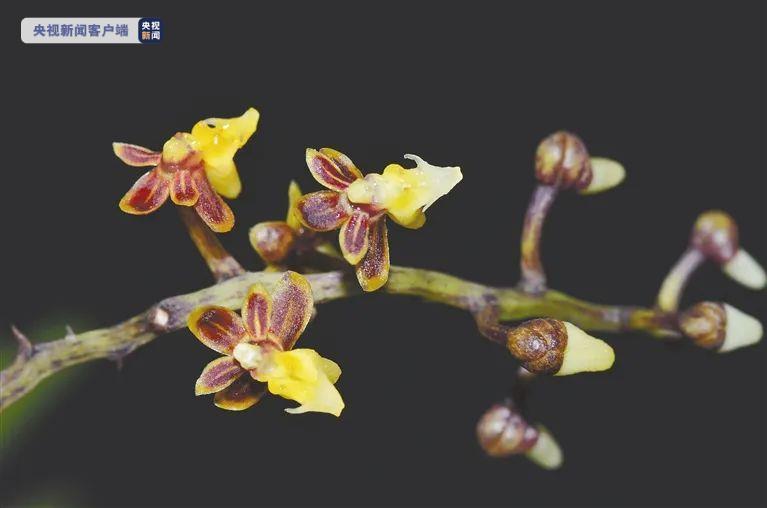 海南热带雨林国家公园发现两个兰花新物种