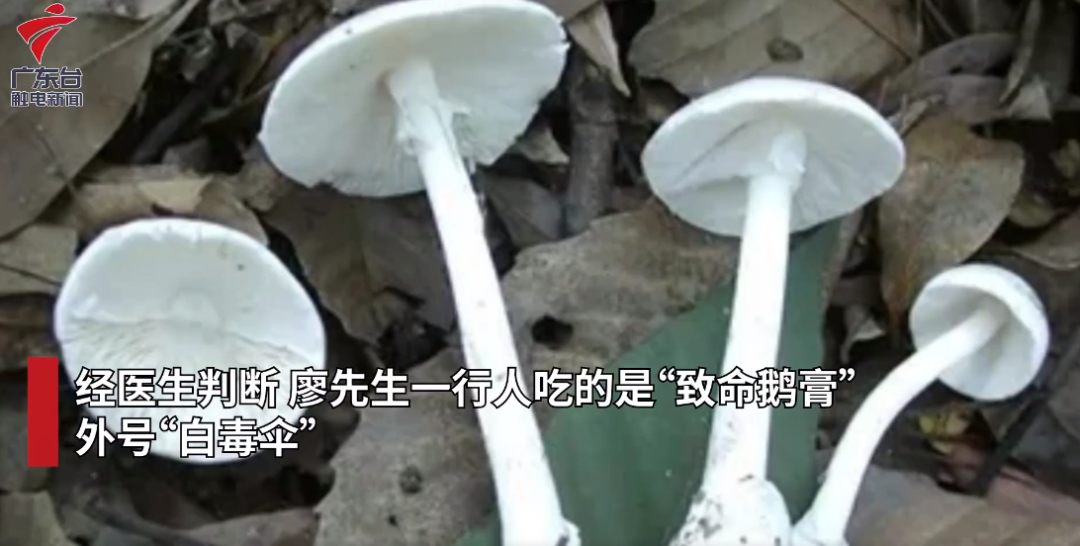 遇到野生蘑菇  谨记：不采！不买！不吃！