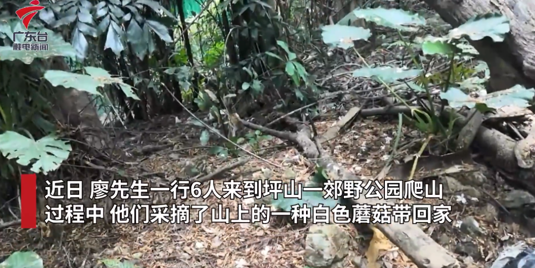 遇到野生蘑菇  谨记：不采！不买！不吃！