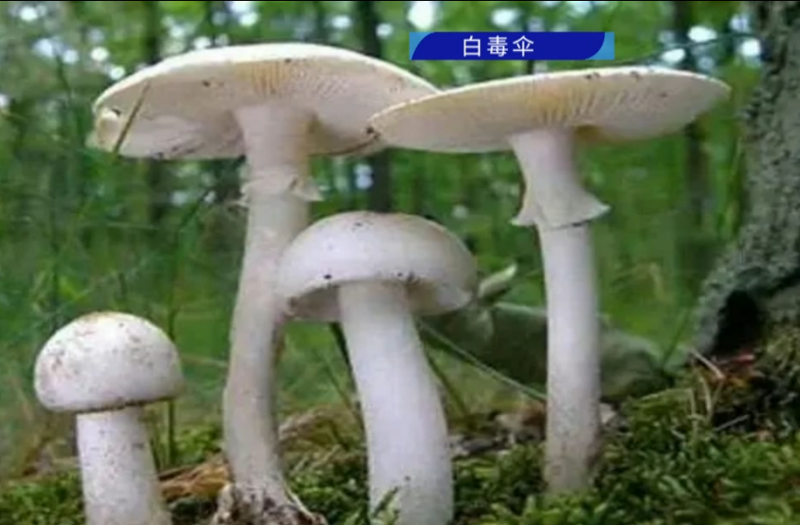 遇到野生蘑菇  谨记：不采！不买！不吃！