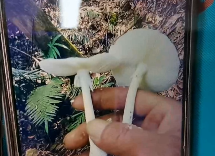 遇到野生蘑菇  谨记：不采！不买！不吃！