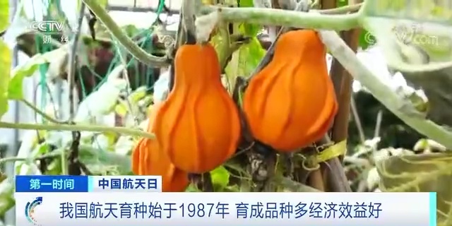 餐桌上的这些蔬菜瓜果，都是“太空种子”后代