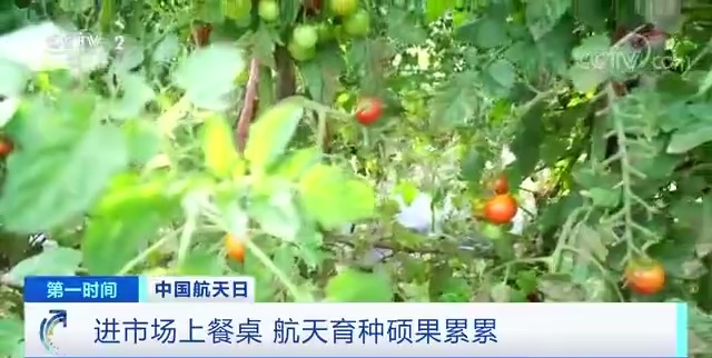 餐桌上的这些蔬菜瓜果，都是“太空种子”后代
