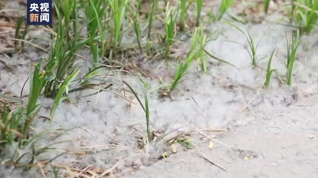 杨柳絮飘飞季,随意点燃引发火灾后果很严重! 杨柳絮飘飞季,随意点燃引发火灾后果很严重!