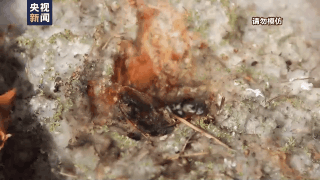 杨柳絮飘飞季,随意点燃引发火灾后果很严重! 杨柳絮飘飞季,随意点燃引发火灾后果很严重!