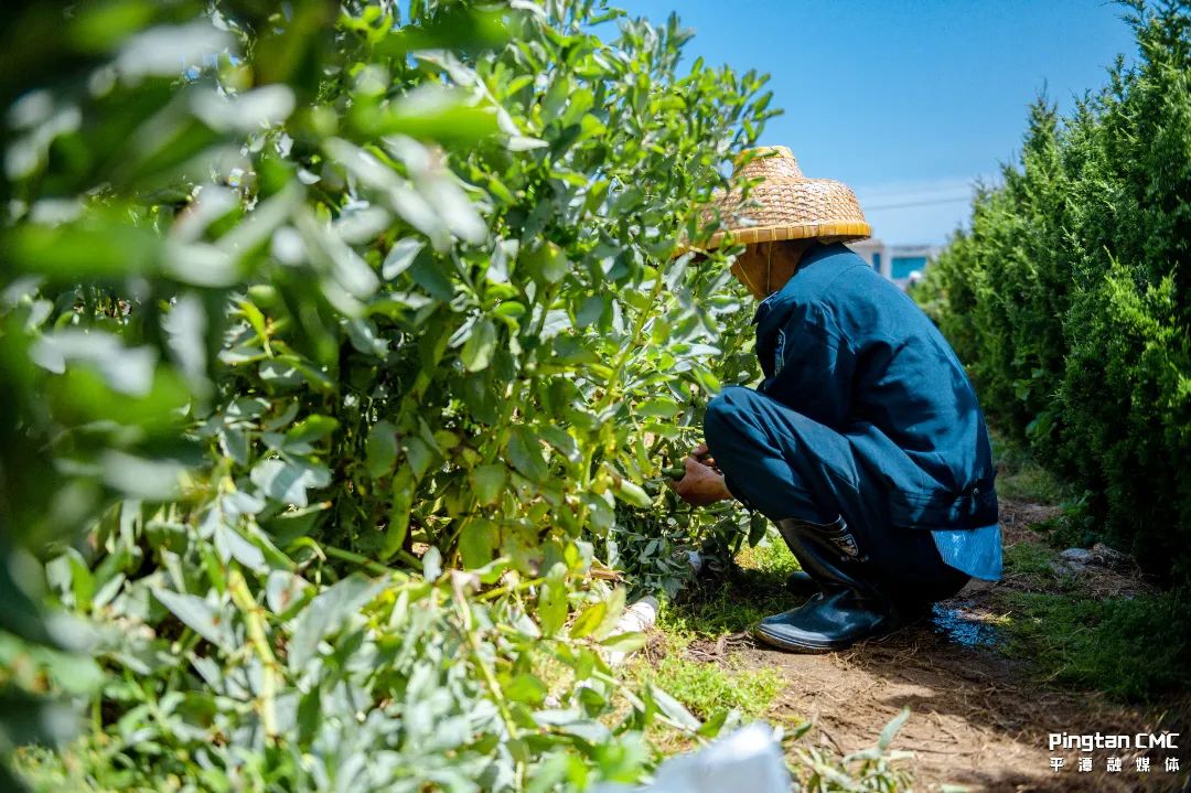 不负农时,不负春!平潭上演春耕“大片”! 不负农时,不负春!平潭上演春耕“大片”!