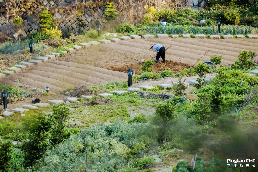不负农时,不负春!平潭上演春耕“大片”! 不负农时,不负春!平潭上演春耕“大片”!