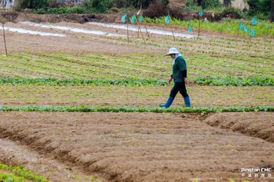 不负农时,不负春!平潭上演春耕“大片”! 不负农时,不负春!平潭上演春耕“大片”!