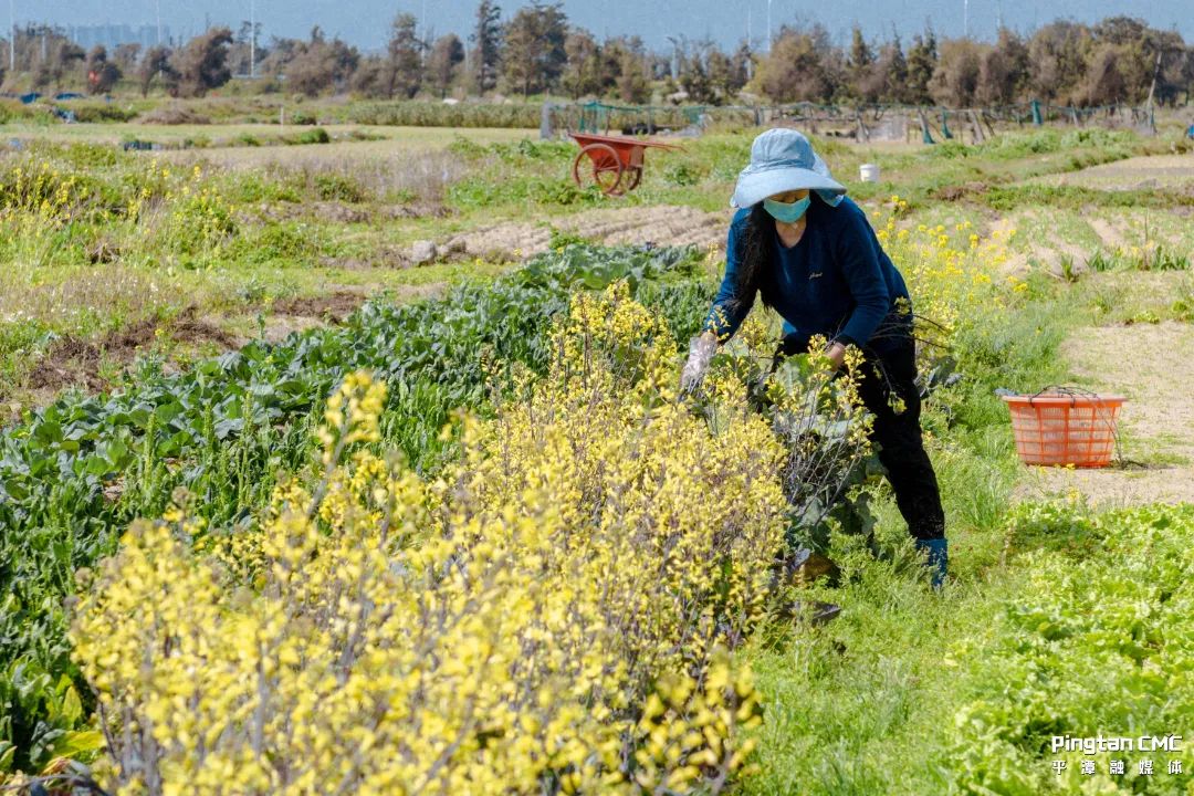 不负农时,不负春!平潭上演春耕“大片”! 不负农时,不负春!平潭上演春耕“大片”!