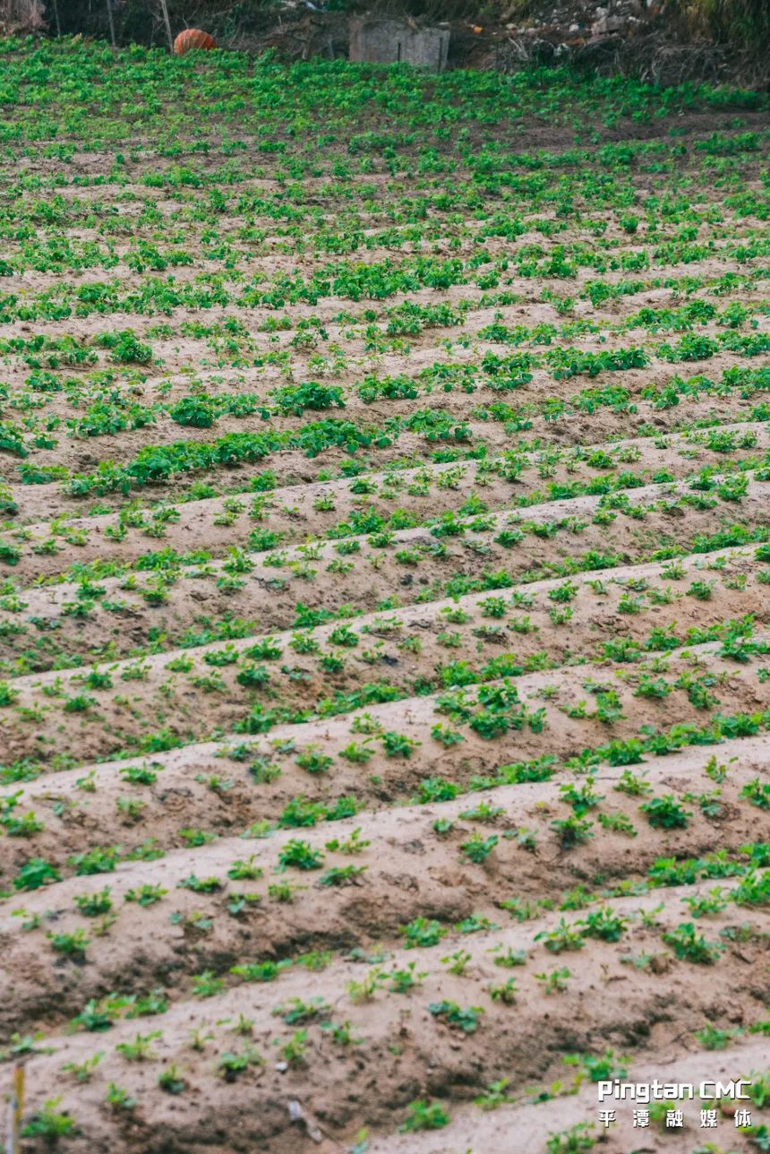 不负农时,不负春!平潭上演春耕“大片”! 不负农时,不负春!平潭上演春耕“大片”!