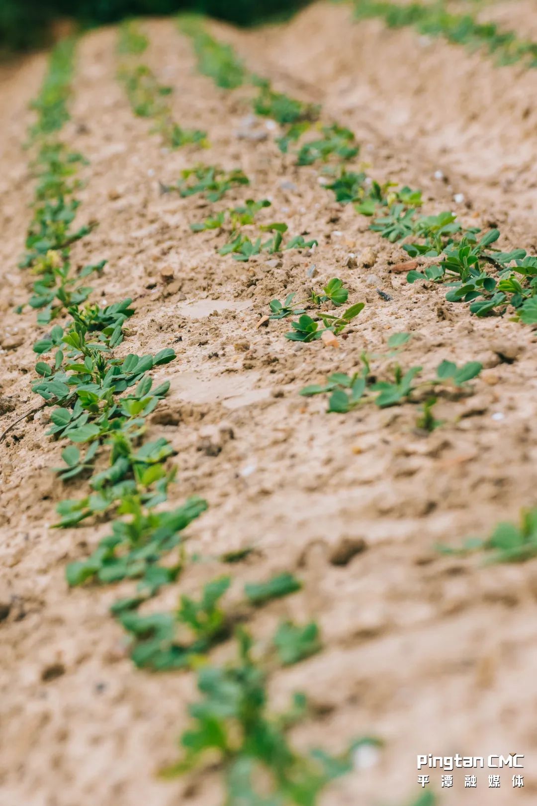 不负农时,不负春!平潭上演春耕“大片”! 不负农时,不负春!平潭上演春耕“大片”!