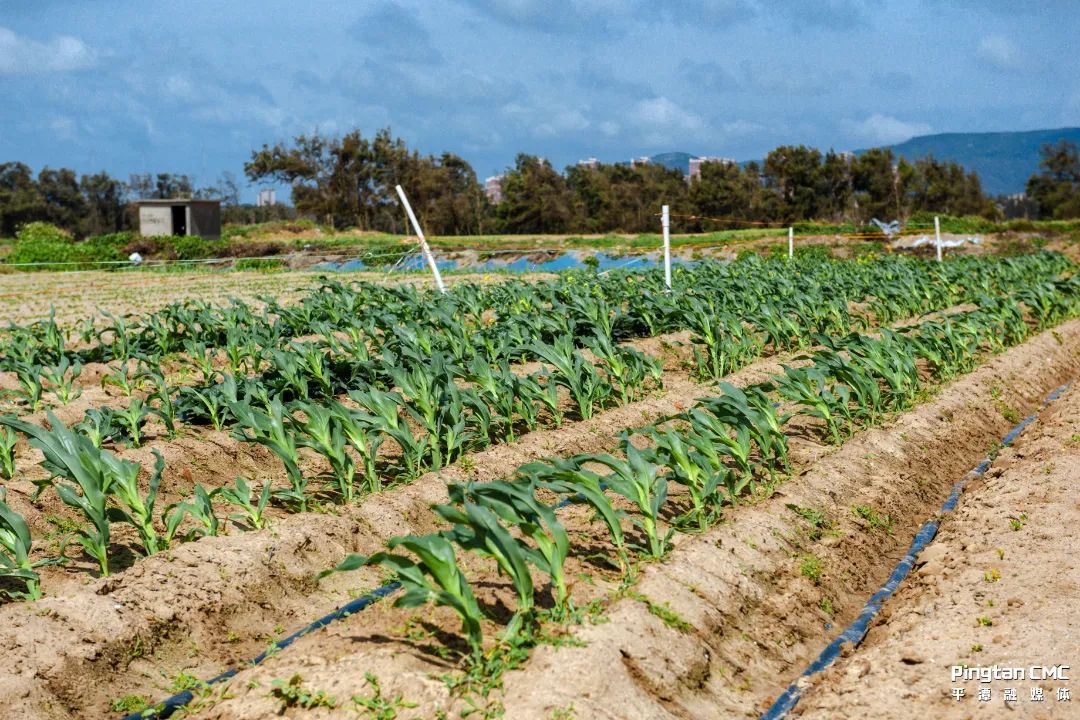 不负农时,不负春!平潭上演春耕“大片”! 不负农时,不负春!平潭上演春耕“大片”!