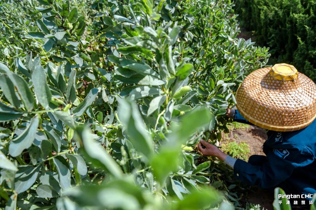 不负农时,不负春!平潭上演春耕“大片”! 不负农时,不负春!平潭上演春耕“大片”!