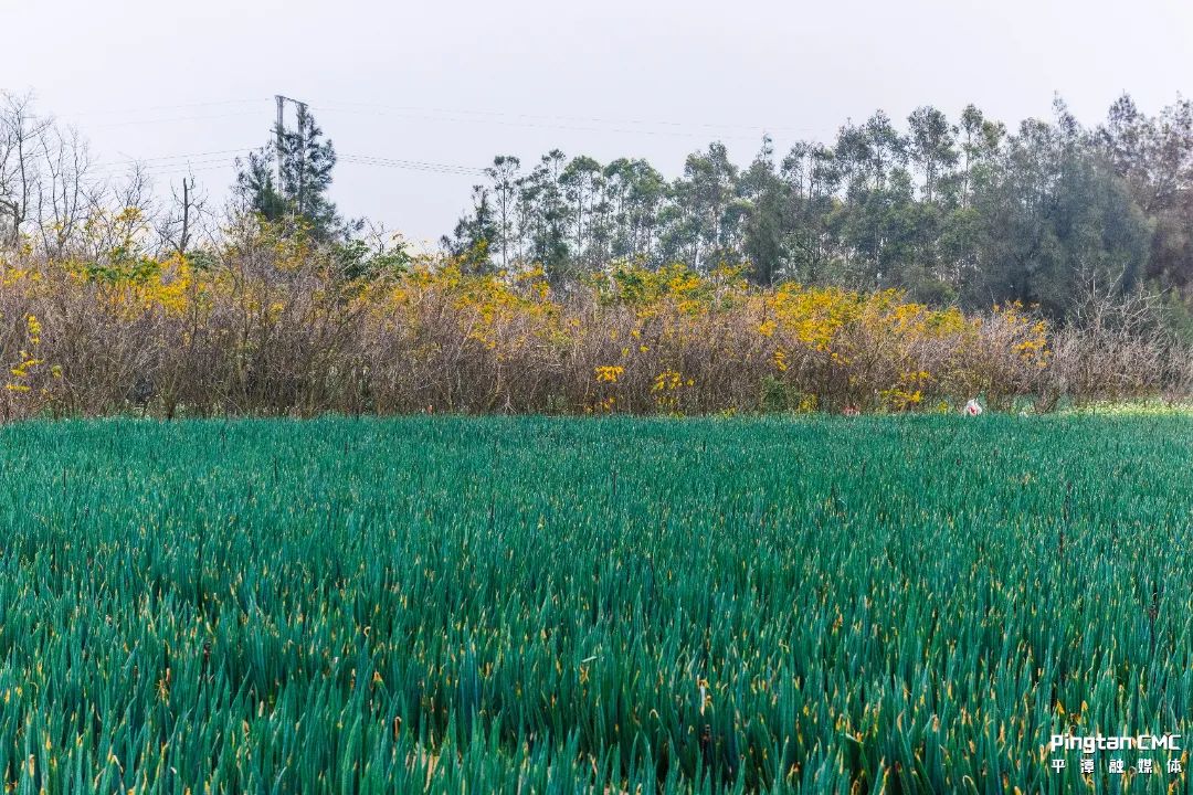 不负农时,不负春!平潭上演春耕“大片”! 不负农时,不负春!平潭上演春耕“大片”!
