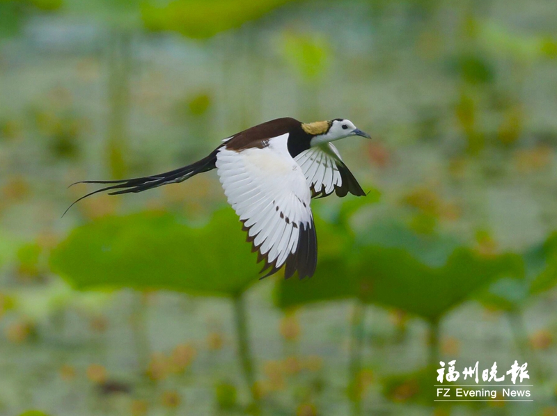 闽江河口湿地成为“鸟的天堂” 五万水鸟年年来相会