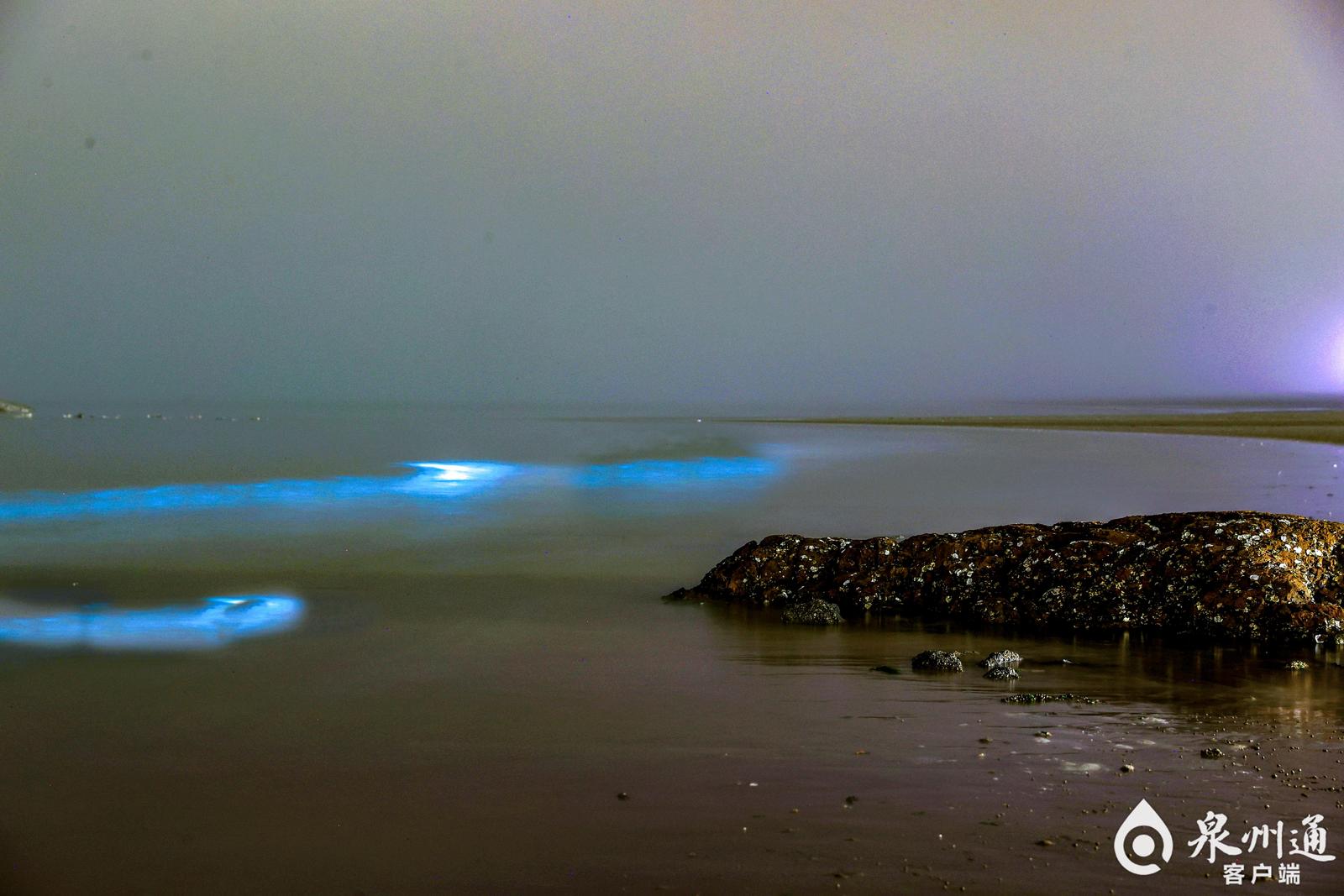 灿若星河！“蓝眼泪”踏浪而来，专家提醒……