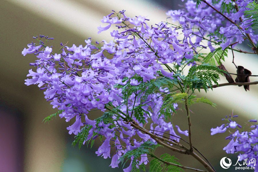 美！厦门街头披上“浪漫紫纱”蓝花楹成串绽放