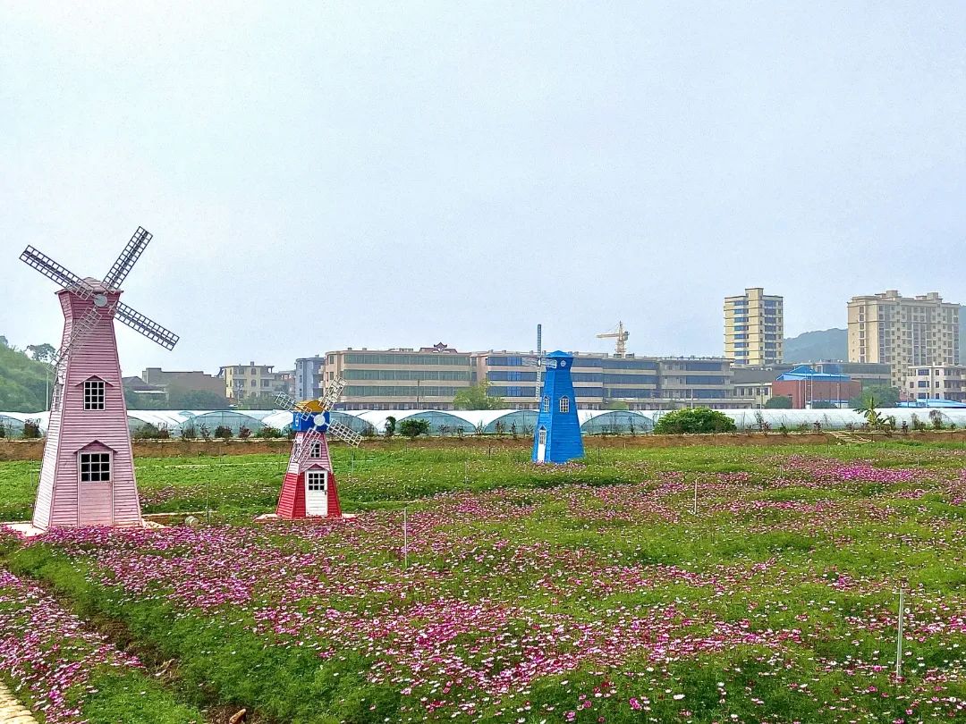 能美一个月！长乐又一片花海来了，走起~
