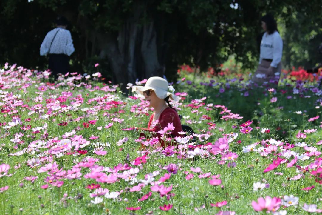 能美一个月！长乐又一片花海来了，走起~
